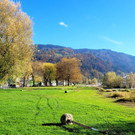 Lochau See UFERLANDSCHAFT Baumpflanzungen PATEN Herbst 16-11-2024 _19_.jpg