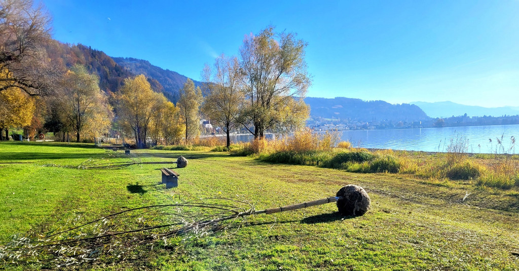 Lochau See UFERLANDSCHAFT Baumpflanzungen PATEN Herbst 16-11-2024 _20_.jpg