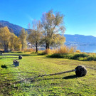 Lochau See UFERLANDSCHAFT Baumpflanzungen PATEN Herbst 16-11-2024 _20_.jpg