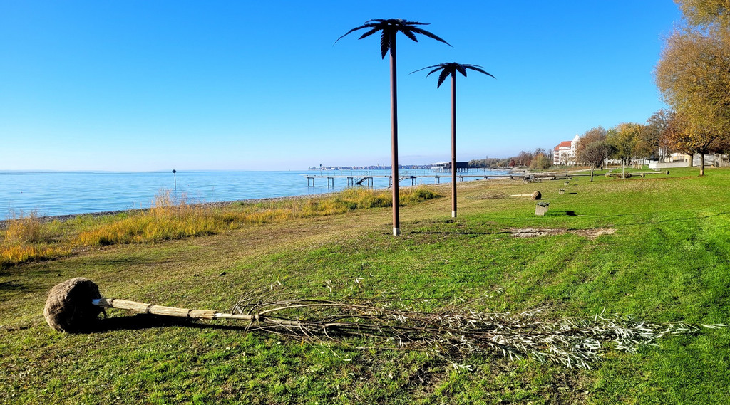 Lochau See UFERLANDSCHAFT Baumpflanzungen PATEN Herbst 16-11-2024 _21_.jpg