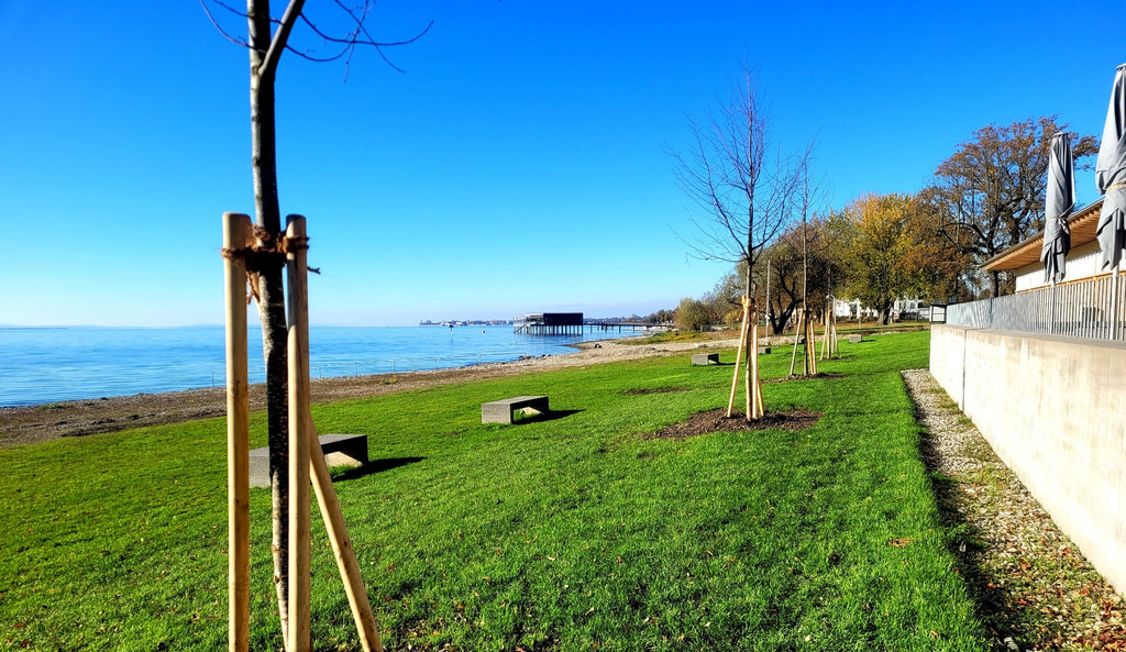 Lochau See UFERLANDSCHAFT Baumpflanzungen PATEN Herbst 16-11-2024 _23_.jpg