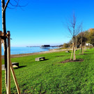 Lochau See UFERLANDSCHAFT Baumpflanzungen PATEN Herbst 16-11-2024 _23_.jpg