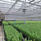 Besuch bei Rosen-Waibel in Mäder