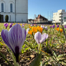 Frühlingsboten-Wanderung