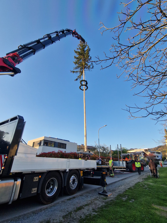 20250410 B__rgermeisterbaum 7.jpeg