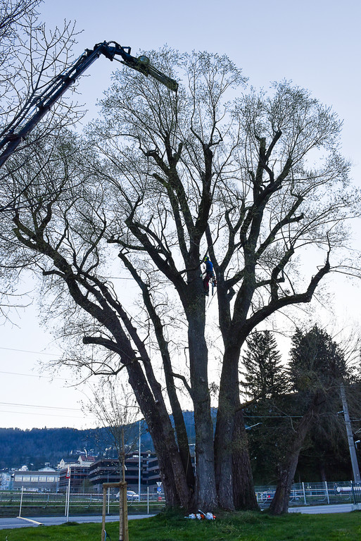 20250408_Weide_Baum Strandbad-5.jpg