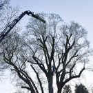 20250408_Weide_Baum Strandbad-5.jpg