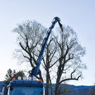 20250408_Weide_Baum Strandbad-7.jpg