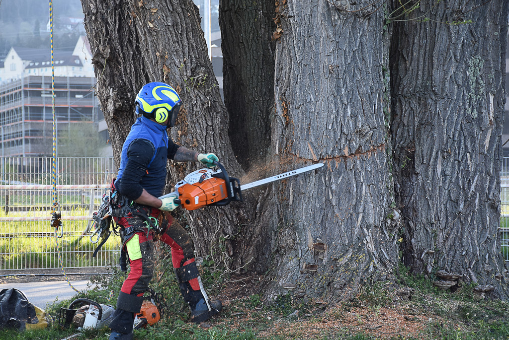 20250408_Weide_Baum Strandbad-13.jpg