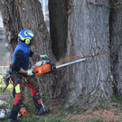 20250408_Weide_Baum Strandbad-13.jpg