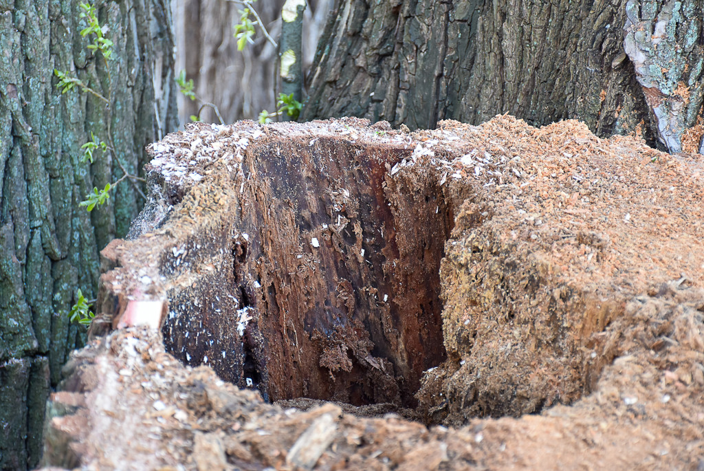 20250408_Weide_Baum Strandbad-16.jpg