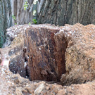 20250408_Weide_Baum Strandbad-16.jpg