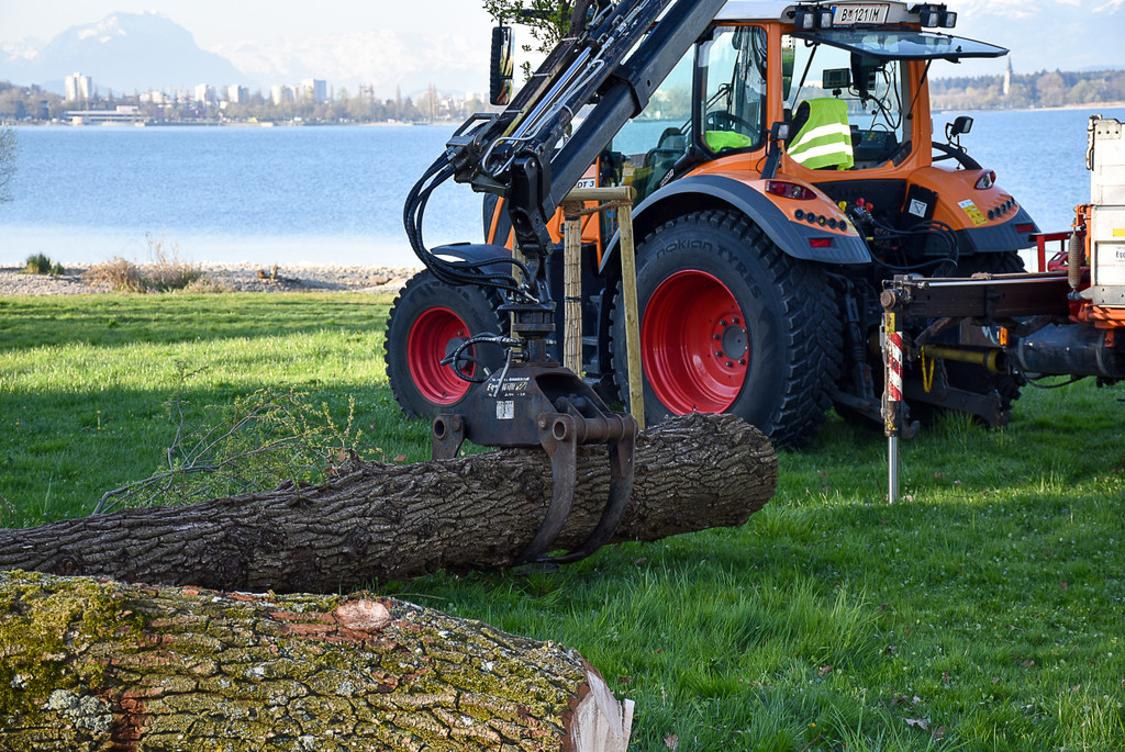 20250408_Weide_Baum Strandbad-21.jpg