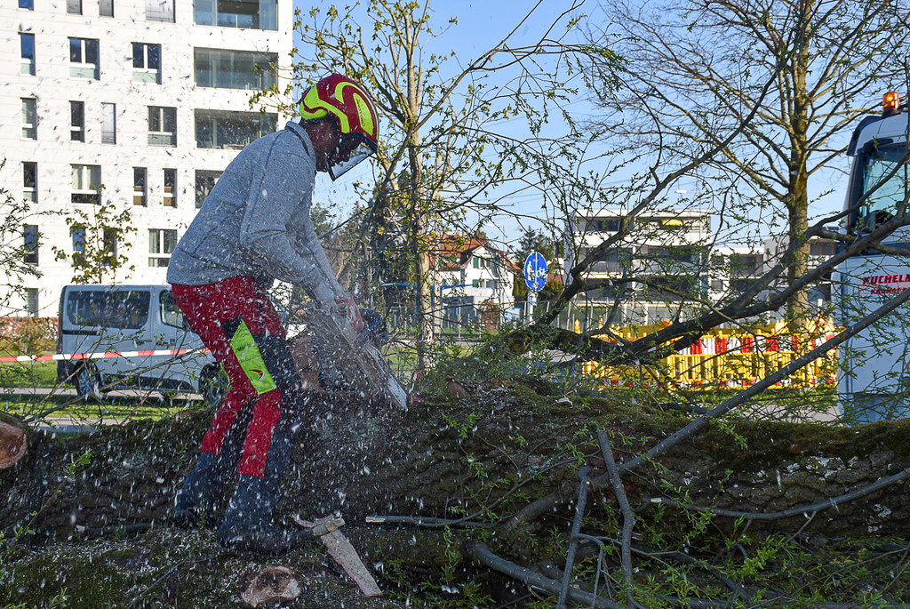 20250408_Weide_Baum Strandbad-25.jpg