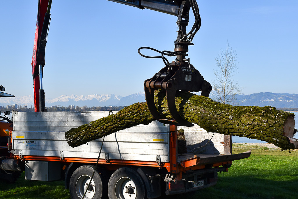 20250408_Weide_Baum Strandbad-36.jpg