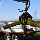 20250408_Weide_Baum Strandbad-36.jpg