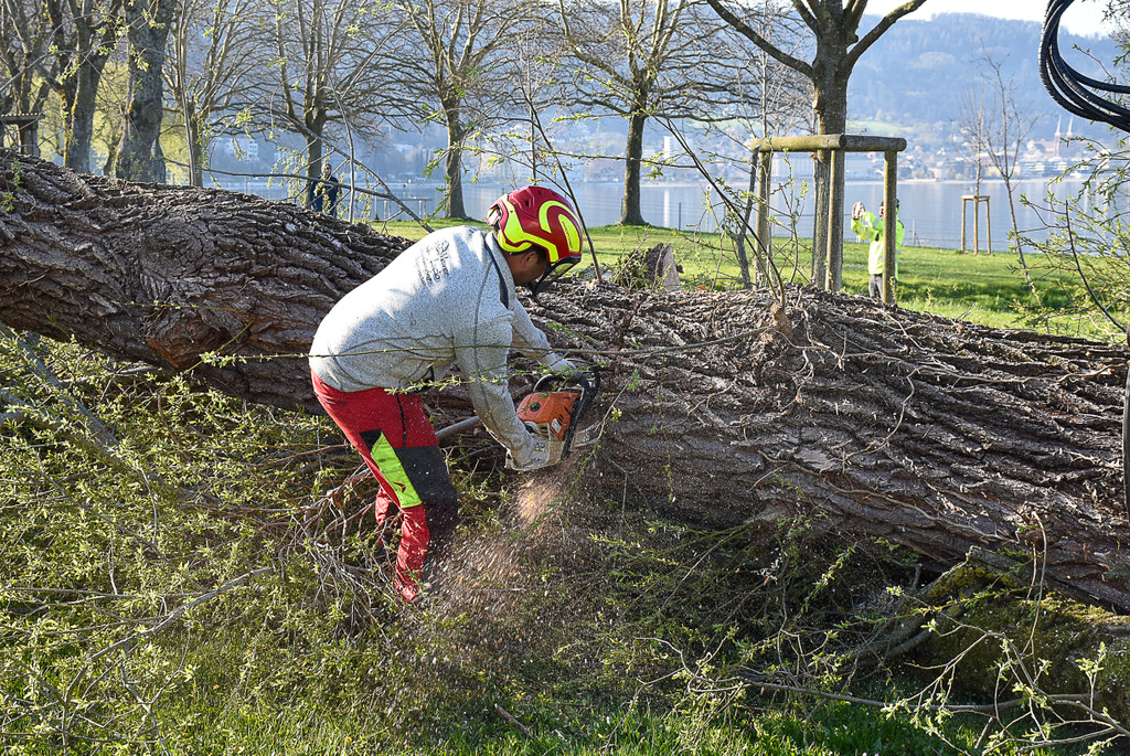 20250408_Weide_Baum Strandbad-40.jpg