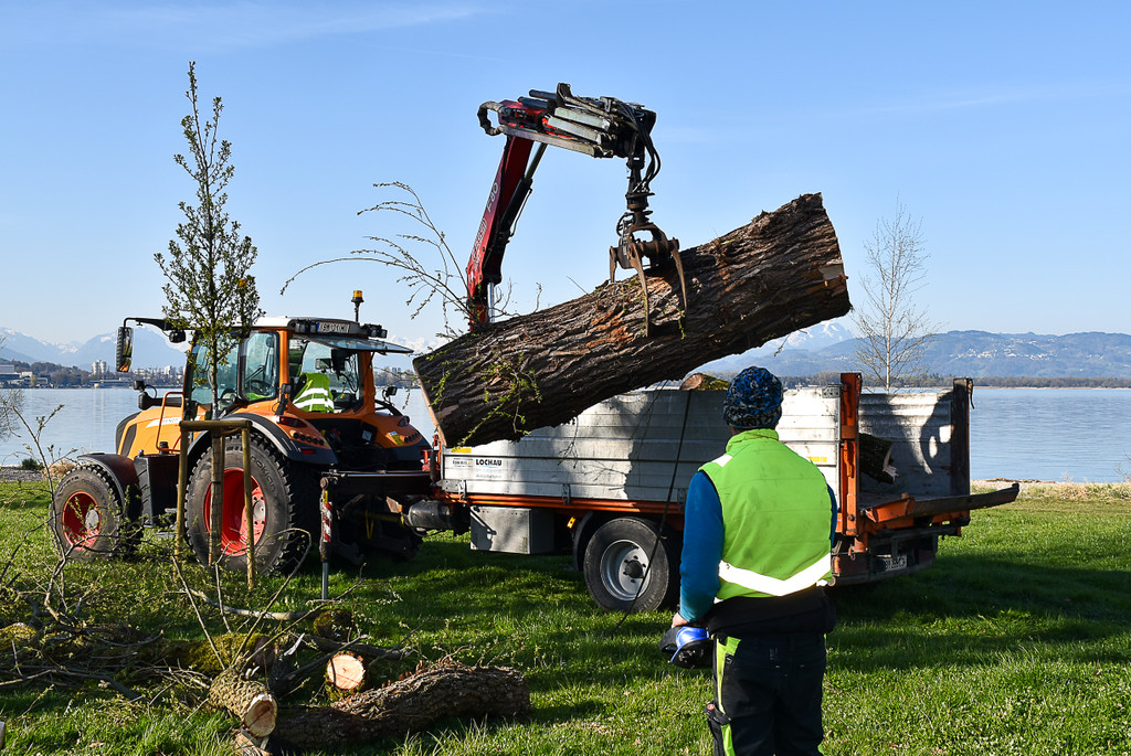 20250408_Weide_Baum Strandbad-42.jpg