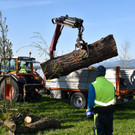 20250408_Weide_Baum Strandbad-42.jpg