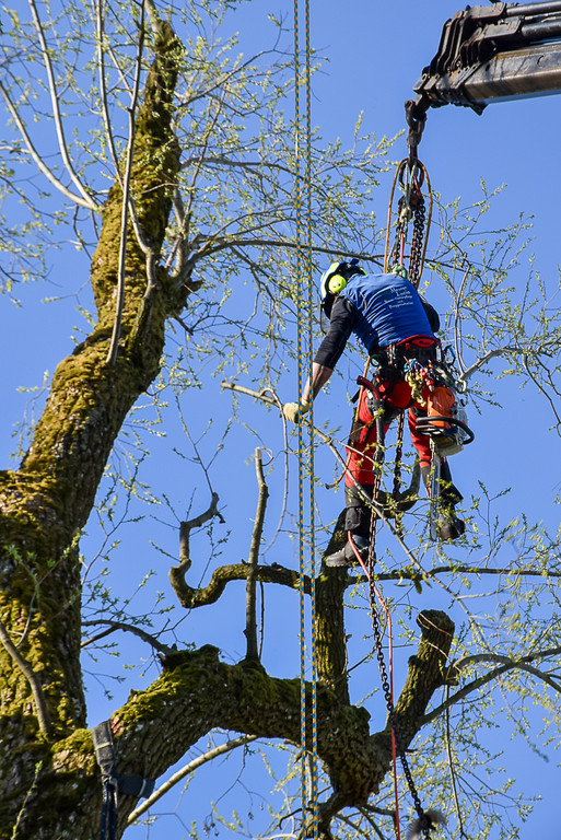 20250408_Weide_Baum Strandbad-45.jpg