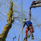 20250408_Weide_Baum Strandbad-45.jpg