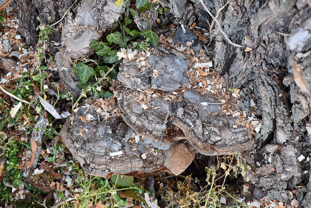 20250408_Weide_Baum Strandbad-60.jpg