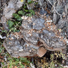 20250408_Weide_Baum Strandbad-60.jpg