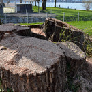 20250408_Weide_Baum Strandbad-58.jpg