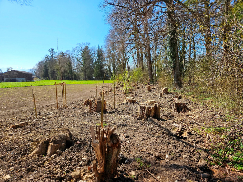 BU 9 Ruggbach Hochwasserschutz PROJEKT Abschluss DOKU April 2025 _29_.jpg