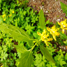 IMG-20250511-WA0011.jpg