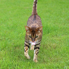Kater Bhandari spendet hunderte Schnuller für den Lochauer Schnullerbaum