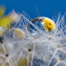 013_Blu__tentropfen_ChrisSchuler.jpg
