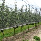 plantage.jpg