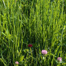 Seiseralm 08a.jpg