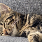Zugelaufener Kater