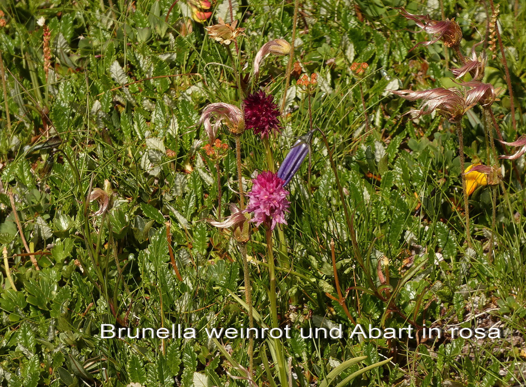 Brunella in rosa und weinrot   1.jpg