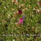 Brunella in rosa und weinrot   1.jpg