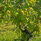 20250824_Lochauer Weinfest-9.jpg