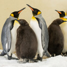 Königspinguin-Küken in Wien
