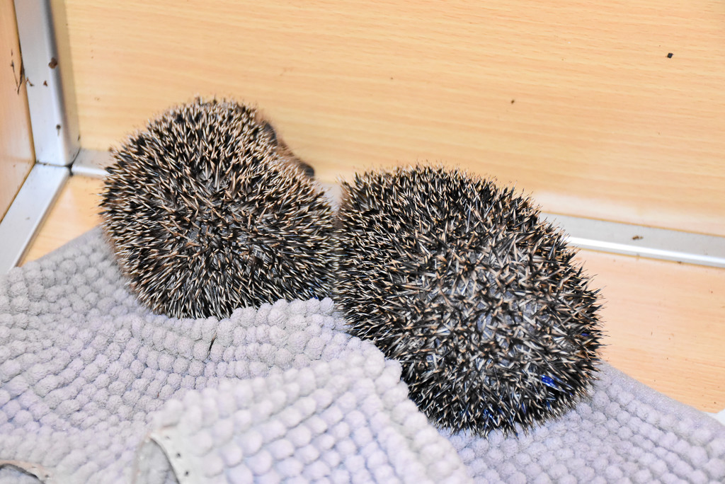 Igelstation Bahnhof Lochau-2.jpg