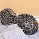 Igelstation Bahnhof Lochau-2.jpg