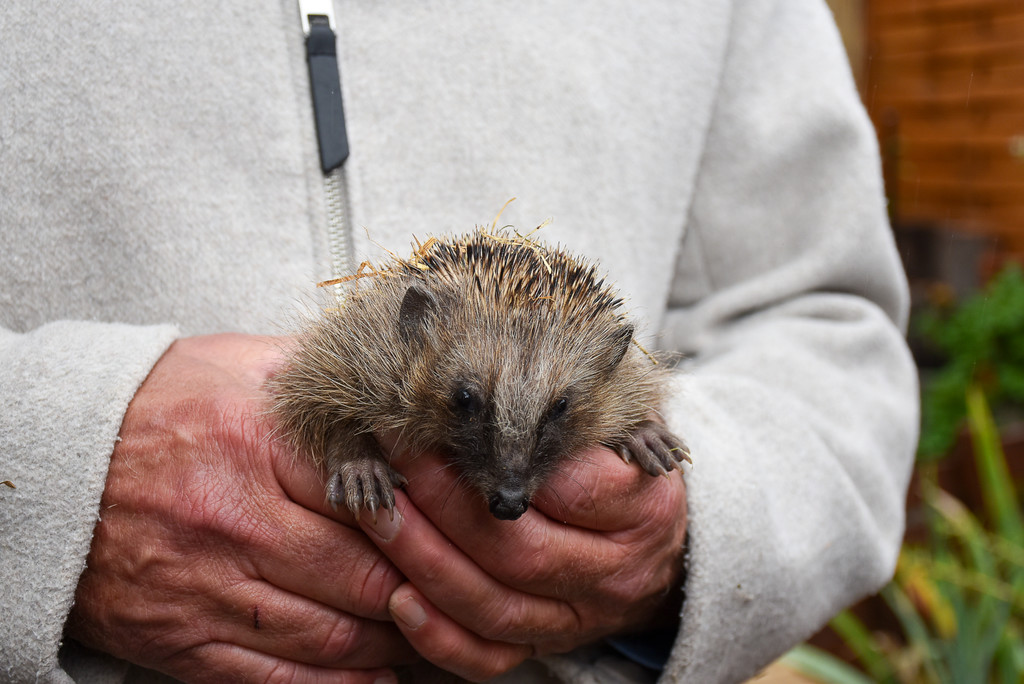 Igelstation Bahnhof Lochau-12.jpg