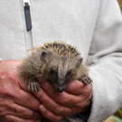 Igelstation Bahnhof Lochau-12.jpg