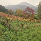 Jahrgängertreffen Jhg. 1950 in Göfis – Ein gelungener Nachmittag