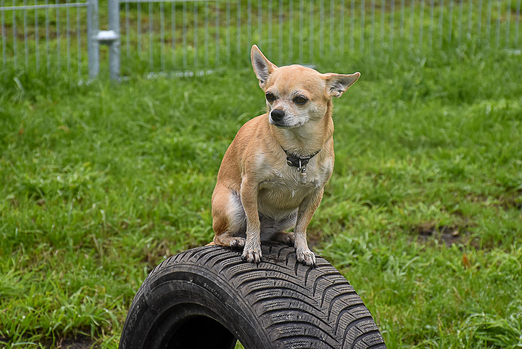 20251107_Er__ffnung Hunde-Freilauffl__che-4.jpg