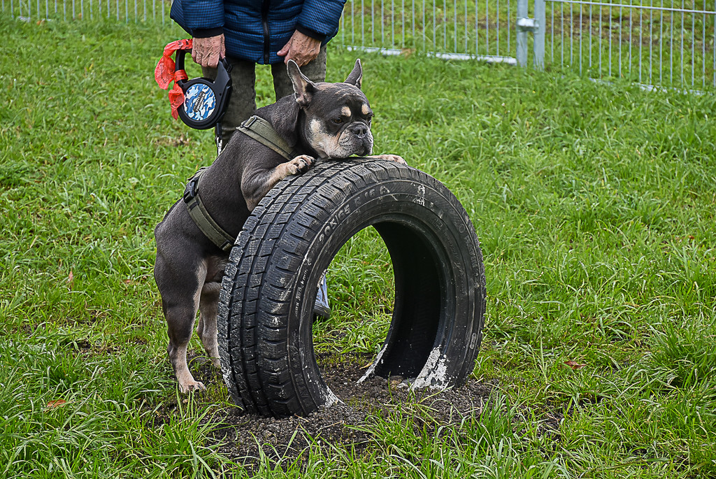 20251107_Er__ffnung Hunde-Freilauffl__che-8.jpg