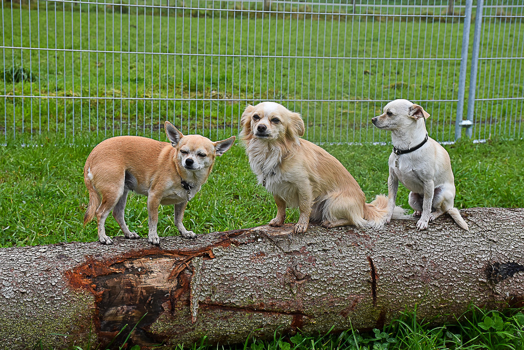 20251107_Er__ffnung Hunde-Freilauffl__che-19.jpg