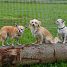 20251107_Er__ffnung Hunde-Freilauffl__che-19.jpg