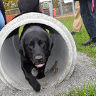 20251107_Er__ffnung Hunde-Freilauffl__che-23.jpg