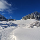 Schuttannen _2_.jpg
